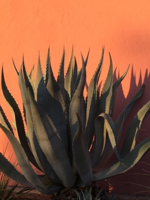 caption for agave photo